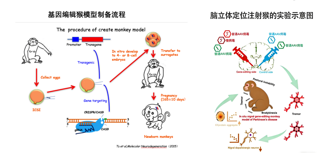 基因编辑猴模型制备流程